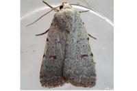 Caradrina aspersa