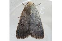 Caradrina aspersa