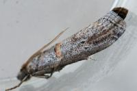 Acrobasis bithynella