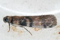 Euzophera pinguis