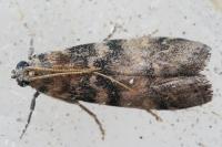 Euzophera pinguis