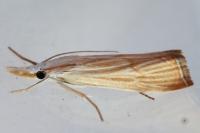 Xanthocrambus delicatellus