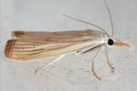 Xanthocrambus delicatellus