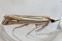Ancylolomia tentaculella / disparalis