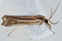 Ancylolomia tentaculella / disparalis