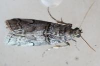 Acrobasis romanella