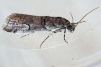 Acrobasis romanella