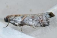 Acrobasis