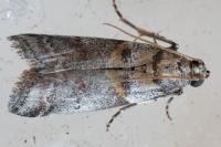 Acrobasis