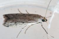 Phycitodes