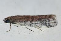 Ephestia