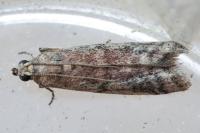 Ephestia