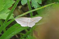 Timandra comae