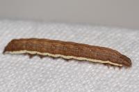 Anchoscelis helvola
