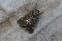 Thalpophila matura