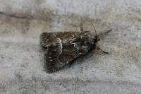 Thalpophila matura