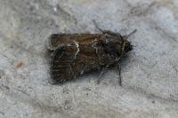 Thalpophila matura