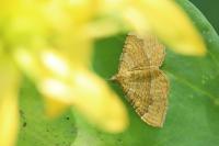 Camptogramma bilineata