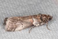Acrobasis legatea