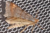 Macaria liturata