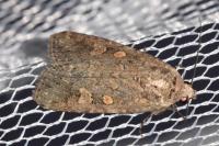 Spodoptera exigua