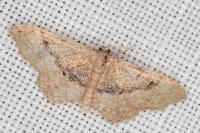 Idaea belemiata helianthemata