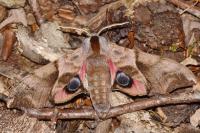 Smerinthus ocellatus ocellatus