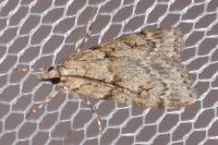 Scoparia subfusca
