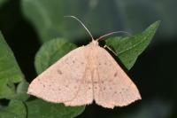 Cyclophora puppillaria
