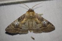 Tethea ocularis