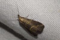 Schrankia costaestrigalis