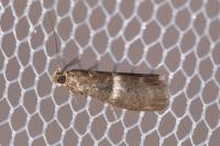 Elegia similella