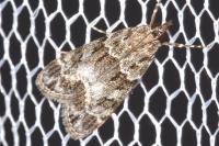 Eudonia mercurella
