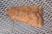 Noctua interjecta