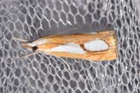 Catoptria pinella