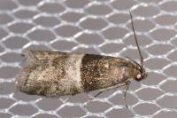 Elegia atrifasciella