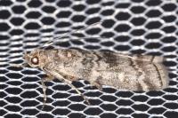 Dioryctria simplicella