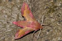 Deilephila porcellus