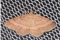 Scopula rubiginata