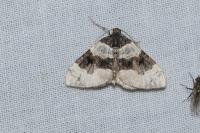 Cosmorhoe ocellata