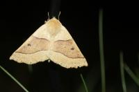 Crocallis elinguaria