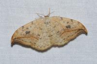 Drepana falcataria