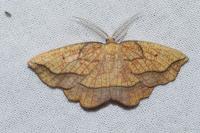 Epione repandaria