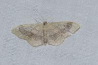 Idaea aversata