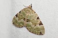 Colostygia pectinataria