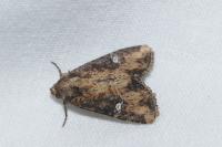 Mesapamea secalis