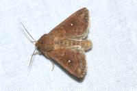 Mythimna albipuncta