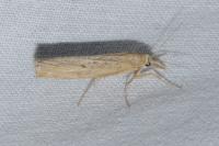 Pediasia contaminella