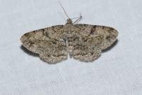 Peribatodes rhomboidaria rhomboidaria