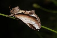 Pheosia gnoma